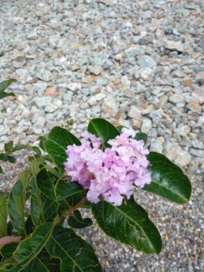 Chelwood Park - Albuquerque, NM