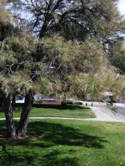 Chelwood Park - Albuquerque, NM