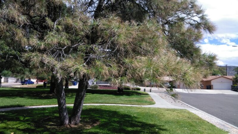 Chelwood Park - Albuquerque, NM