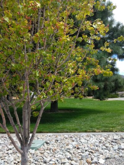 Chelwood Park - Albuquerque, NM