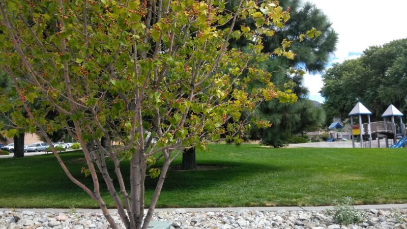 Chelwood Park - Albuquerque, NM