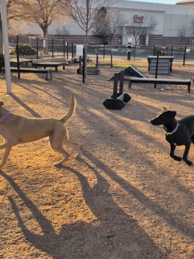 Cottonwood Mall Dog Park - Albuquerque, NM