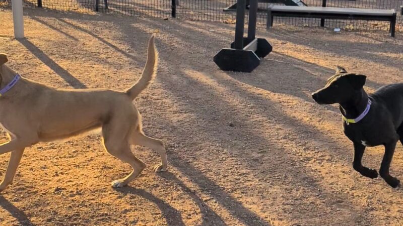 Cottonwood Mall Dog Park - Albuquerque, NM