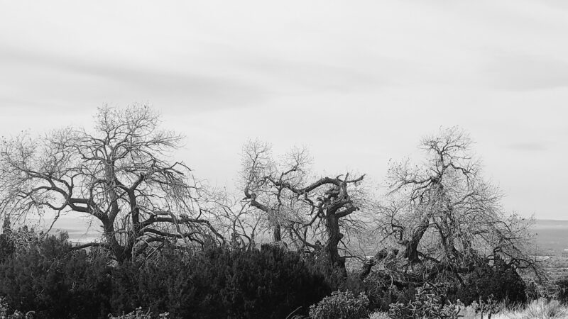 Cottonwood Springs Elena Gallegos Trailhead - Albuquerque, NM