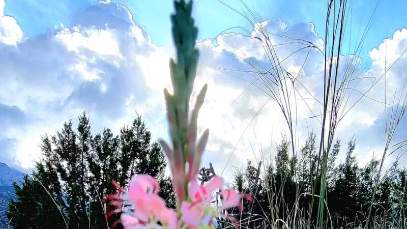 Cottonwood Springs Elena Gallegos Trailhead - Albuquerque, NM