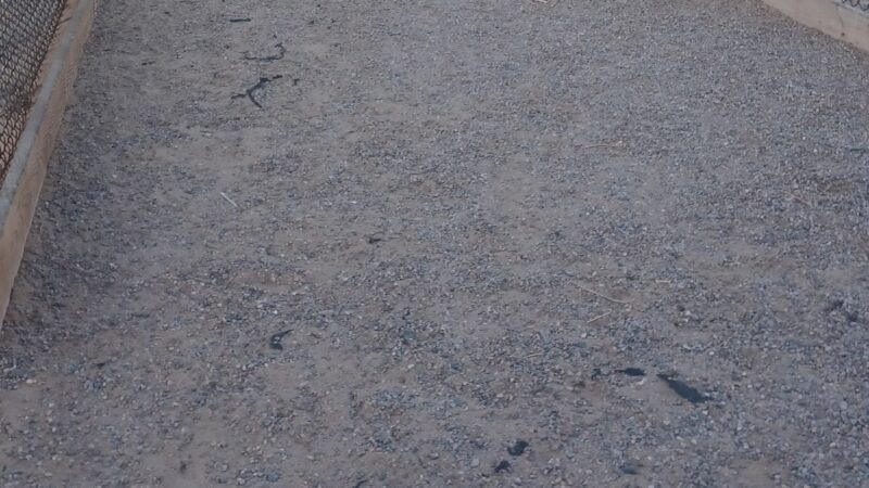 Dog Park at Love’s Travel Stops - Albuquerque, NM