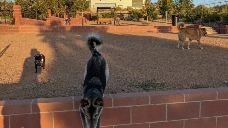 Kirtland Dog Park - Albuquerque, NM