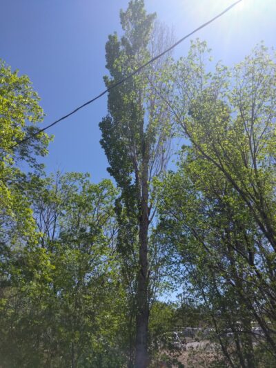 Los Altos Park - Albuquerque, NM