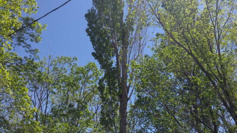 Los Altos Park - Albuquerque, NM