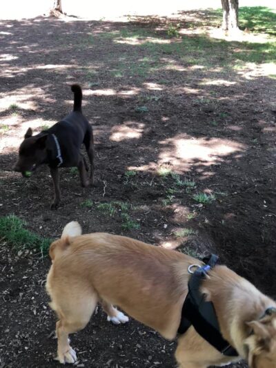 Los Altos Park - Albuquerque, NM