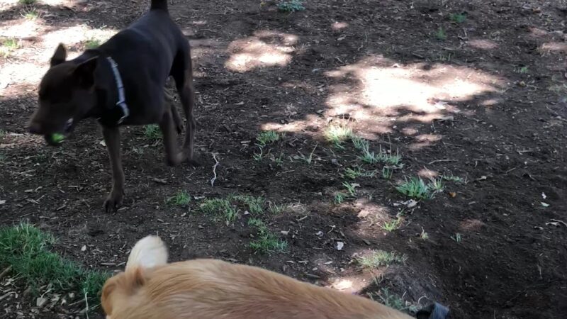 Los Altos Park - Albuquerque, NM