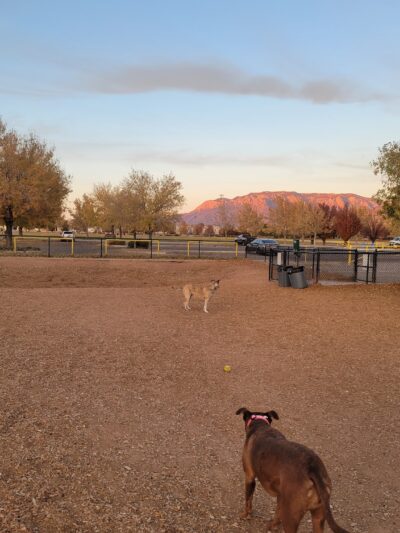 Manzano Mesa Dog Park - Albuquerque, NM