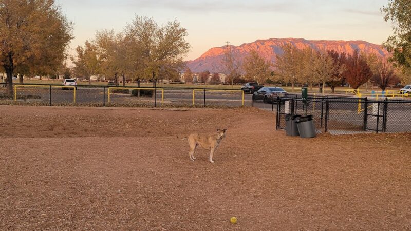 Manzano Mesa Dog Park - Albuquerque, NM