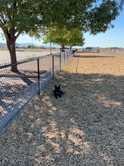 Manzano Mesa Dog Park - Albuquerque, NM
