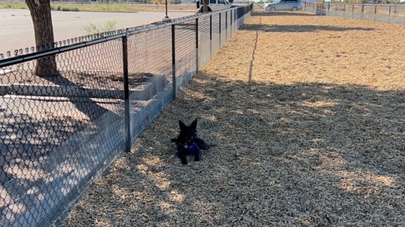 Manzano Mesa Dog Park - Albuquerque, NM