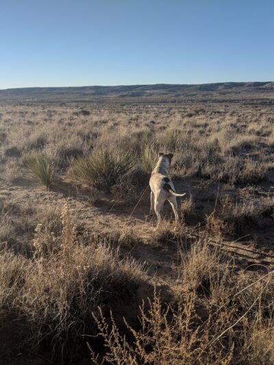 Montessa Dog Park - Albuquerque, NM