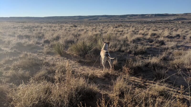 Montessa Dog Park - Albuquerque, NM