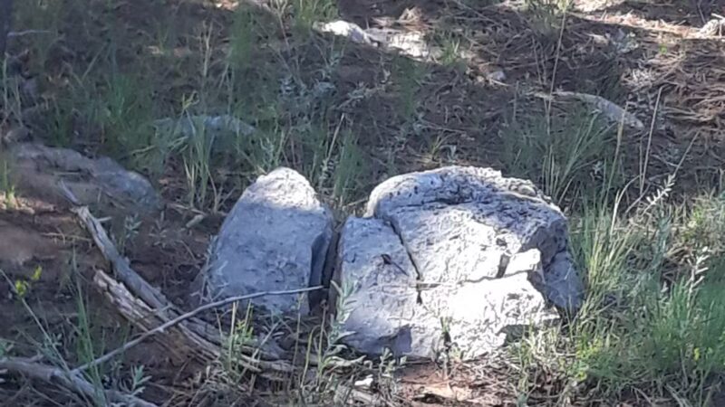 Montessa Dog Park - Albuquerque, NM