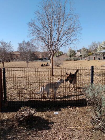 North Domingo Baca Dog Park - Albuquerque, NM