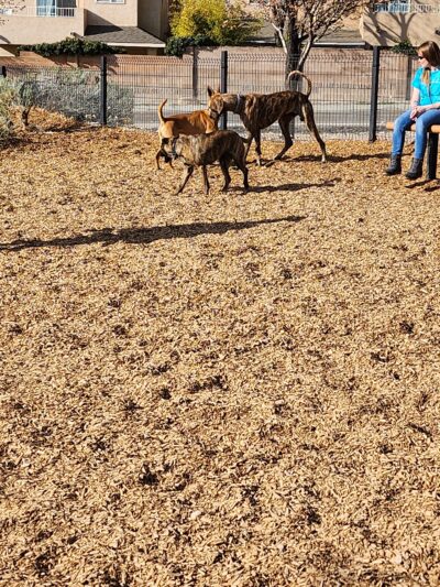 North Domingo Baca Dog Park - Albuquerque, NM