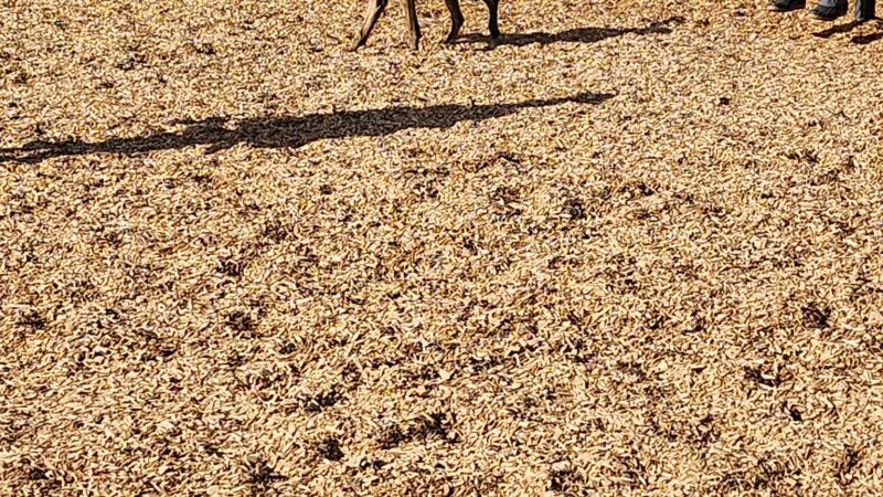 North Domingo Baca Dog Park - Albuquerque, NM