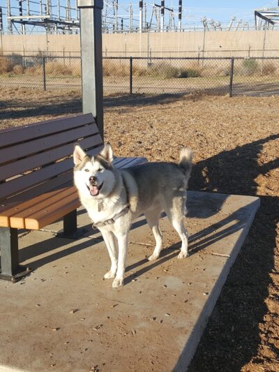 Ouray Dog Park - Albuquerque, NM