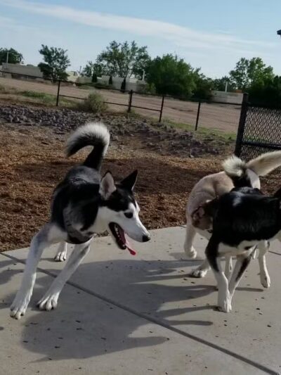 Ouray Dog Park - Albuquerque, NM