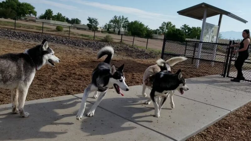 Ouray Dog Park - Albuquerque, NM