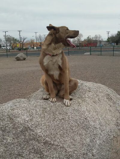 Rio Bravo Off-Leash Dog Park - Albuquerque, NM