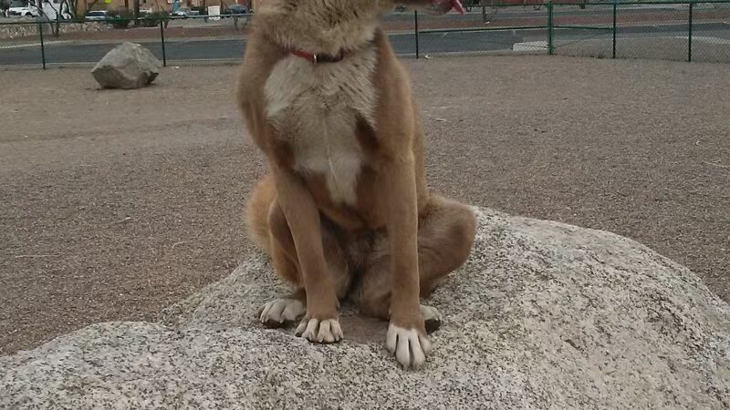 Rio Bravo Off-Leash Dog Park - Albuquerque, NM