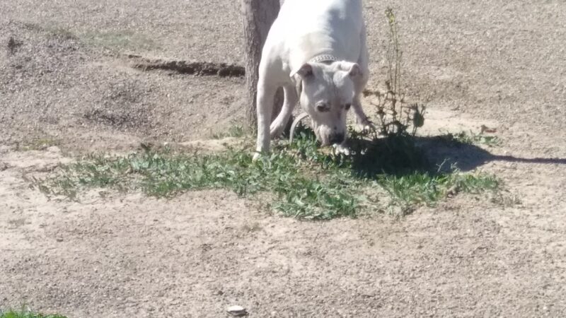 Rio Bravo Off-Leash Dog Park - Albuquerque, NM