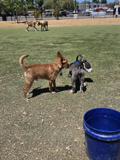 Rio Grande Triangle Park - Albuquerque, NM