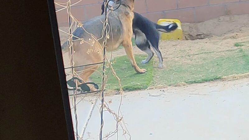 Santa Fe Village Dog Park - Albuquerque, NM