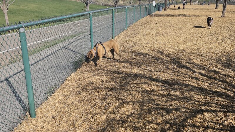 Santa Fe Village Dog Park - Albuquerque, NM