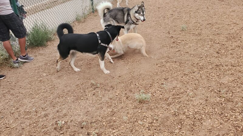 Santa Fe Village Dog Park - Albuquerque, NM