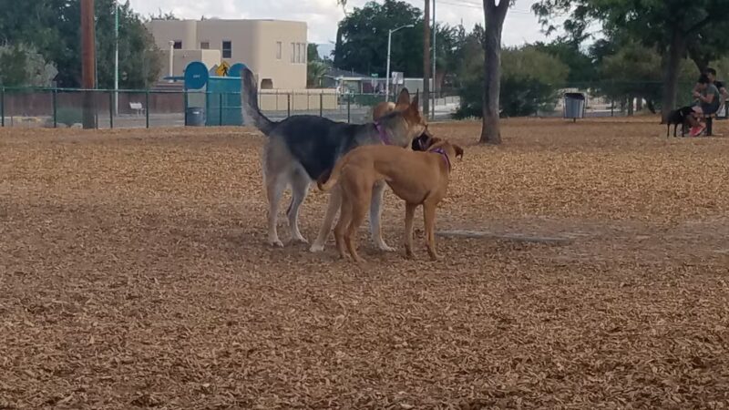 Santa Fe Village Dog Park - Albuquerque, NM