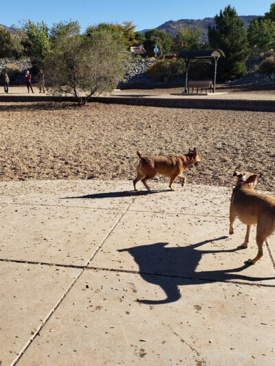 Skyline Dog Park - Albuquerque, NM