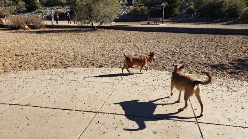 Skyline Dog Park - Albuquerque, NM