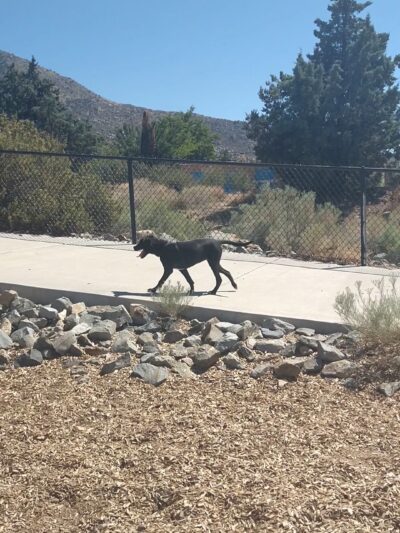 Skyline Dog Park - Albuquerque, NM