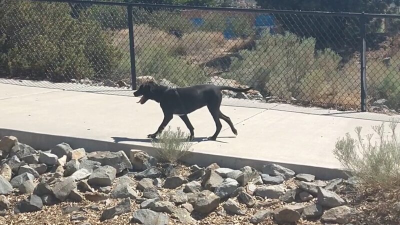 Skyline Dog Park - Albuquerque, NM