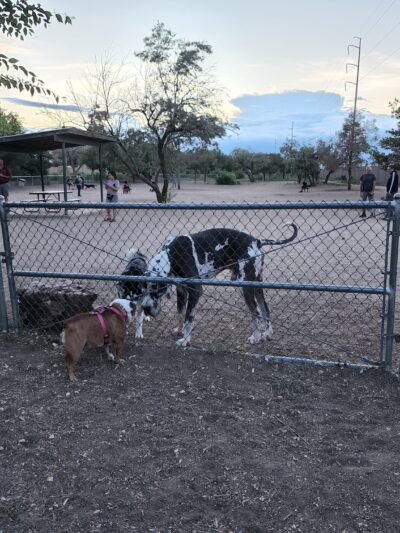 Tom Bolack Dog Park (Small & Large Dog Parks) - Albuquerque, NM
