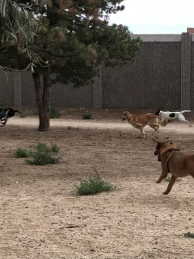 Tom Bolack Dog Park (Small & Large Dog Parks) - Albuquerque, NM