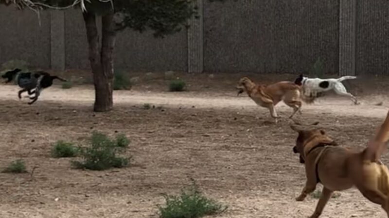 Tom Bolack Dog Park (Small & Large Dog Parks) - Albuquerque, NM