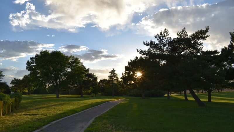 Wildflower Park - Albuquerque, NM
