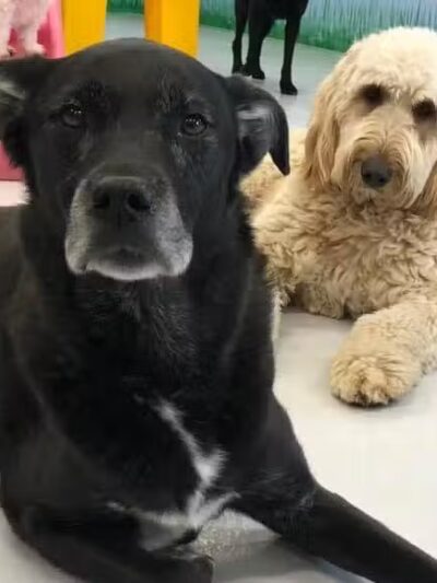 Cold Nose Lodge - Alburtis, PA