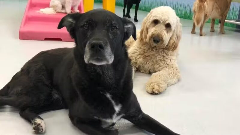 Cold Nose Lodge - Alburtis, PA