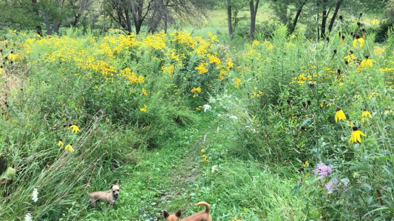 Braewood Park - Algonquin, IL