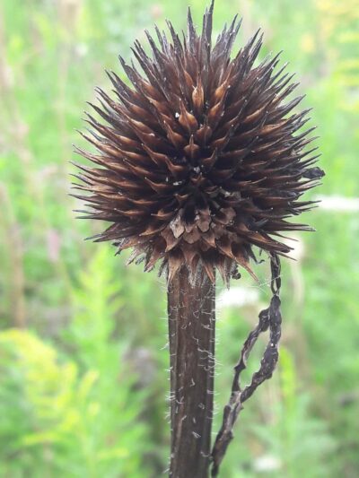Braewood Park - Algonquin, IL