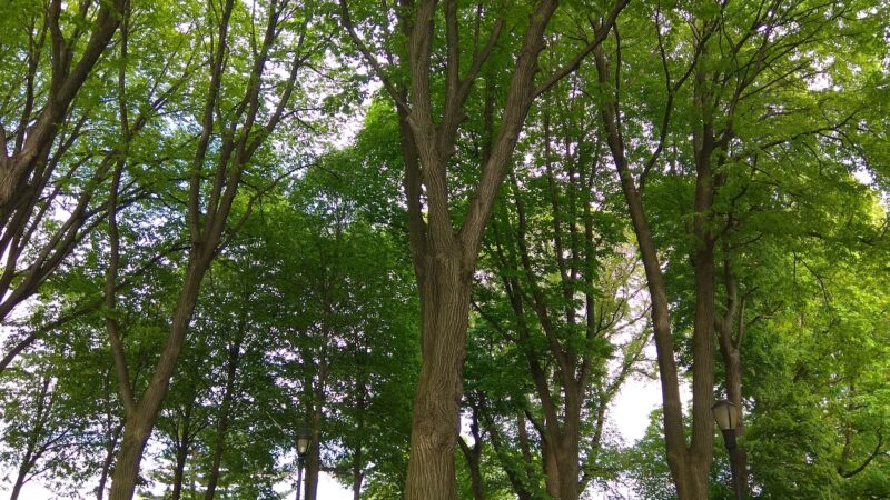 High Hill Park and Nature Preserve - Algonquin, IL