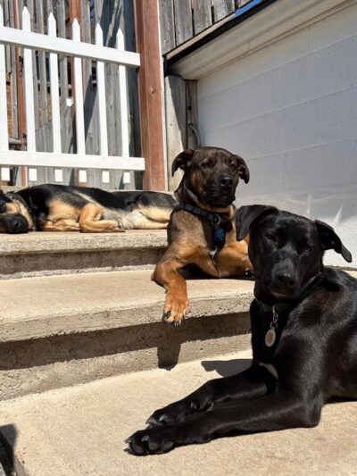 The Dog Place - Algonquin, IL